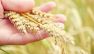Grano, il modello Casillo fra tracciabilit&agrave; e formazione