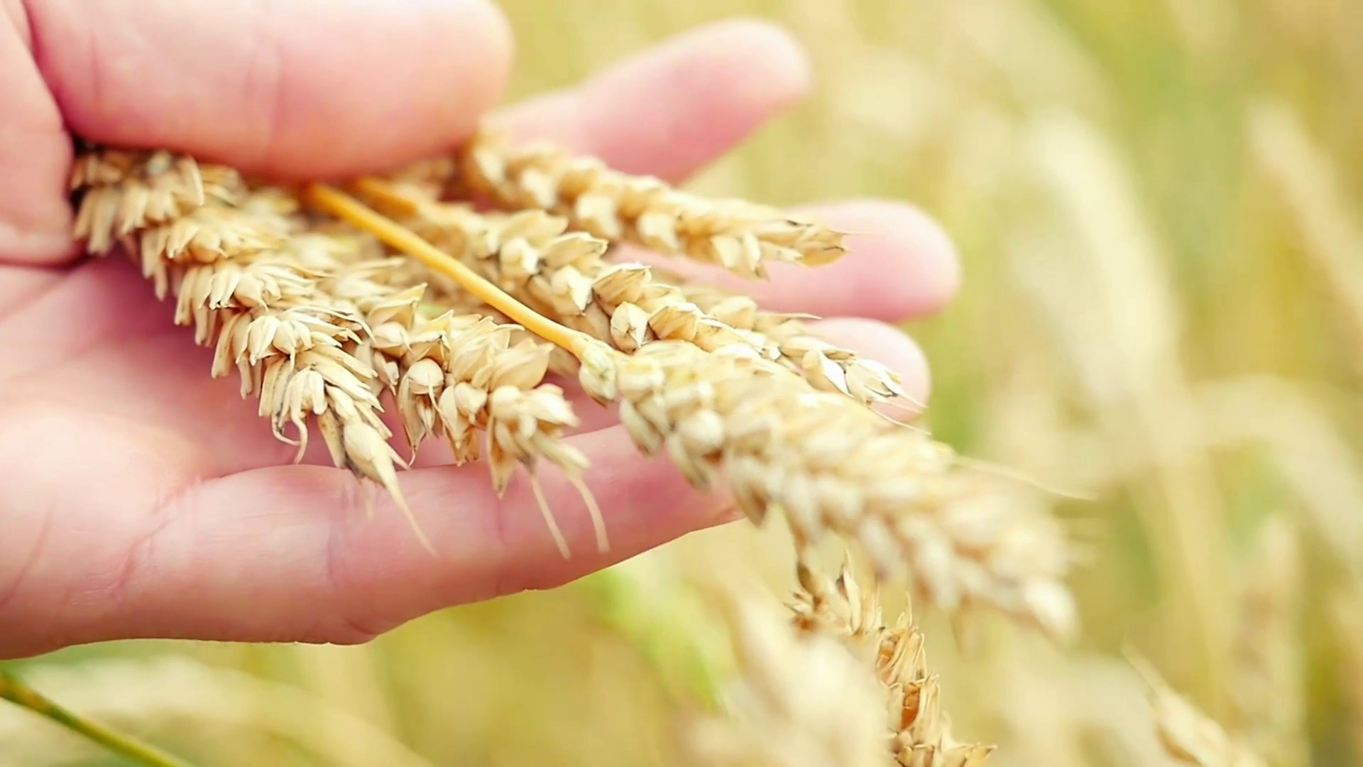 Grano, il modello Casillo fra tracciabilit&agrave; e formazione