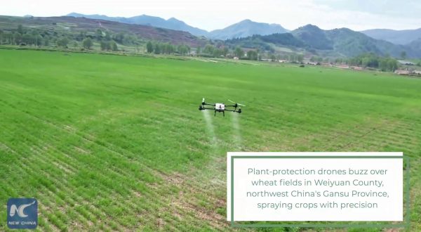 Cina, nel Gansu l’uso dei droni rafforza la protezione delle colture di grano