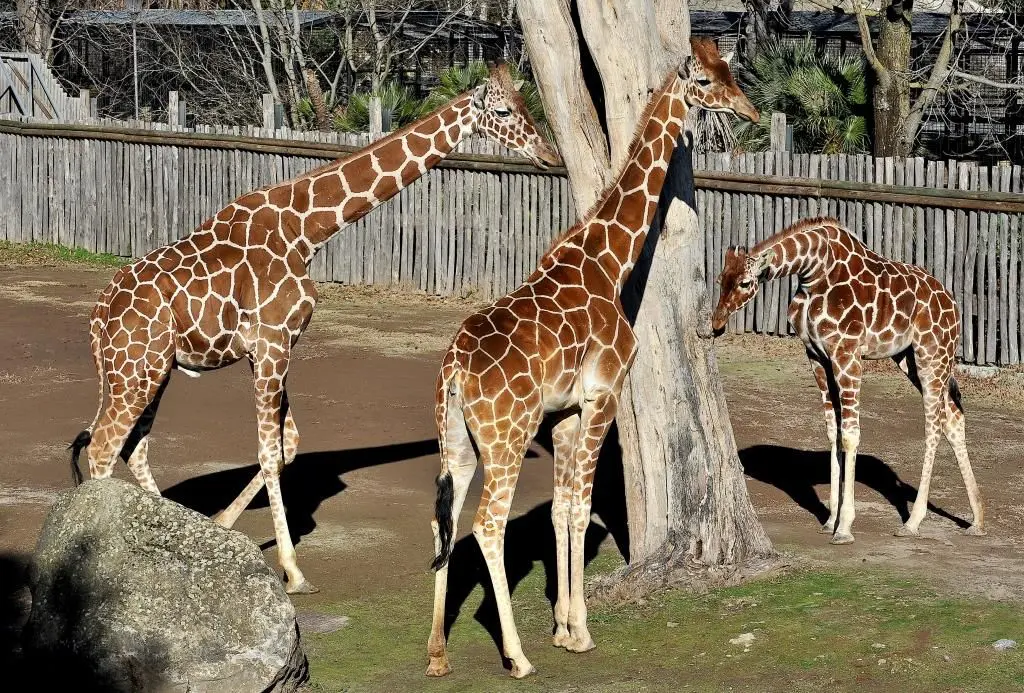 Banca del Fucino, la musica del Teatro dell&rsquo;Opera di Roma al Bioparco