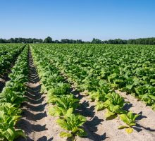 Tabacco, UNITAB Europa &ldquo;L&rsquo;Ue valuti l&rsquo;impatto degli interventi normativi&rdquo;