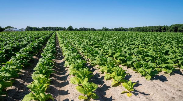 Tabacco, UNITAB Europa “L’Ue valuti l’impatto degli interventi normativi”