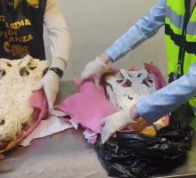 All'aeroporto di Malpensa sequestrati due teschi di coccodrillo