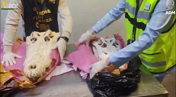 All’aeroporto di Malpensa sequestrati due teschi di coccodrillo