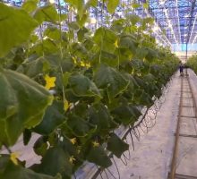 Agricoltura, produzione in lieve crescita e occupati in calo