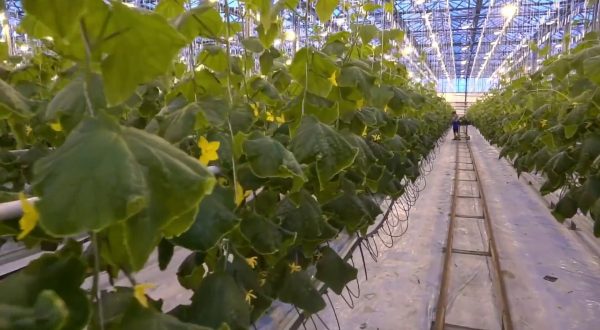 Agricoltura, produzione in lieve crescita e occupati in calo