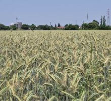 Agricoltura, nuove risorse dal ddl ColtivaItalia