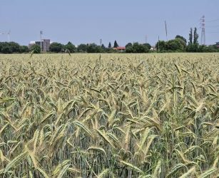 Agricoltura, nuove risorse dal ddl ColtivaItalia