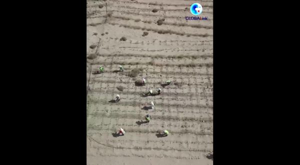 Cina, un corridoio verde protegge l’autostrada nel deserto di sabbie mobili