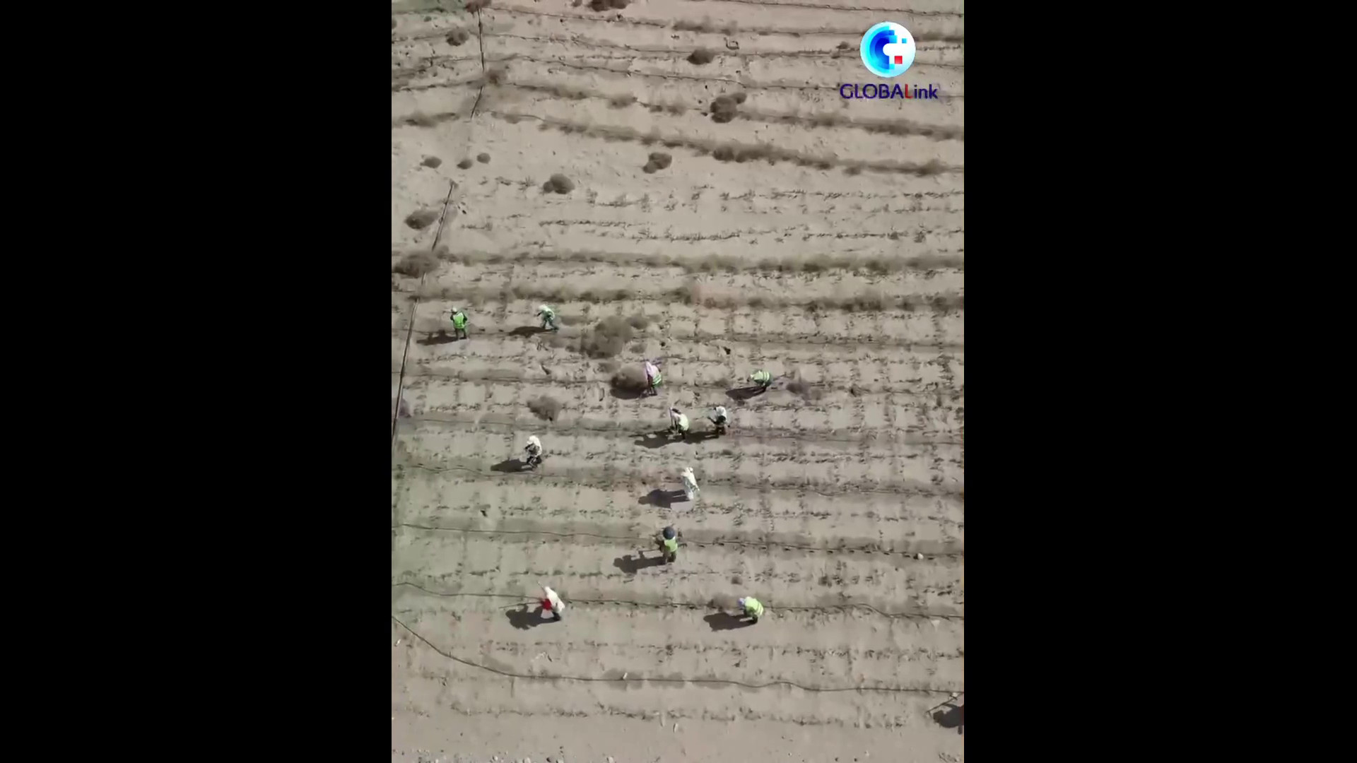 Cina, un corridoio verde protegge l'autostrada nel deserto di sabbie mobili