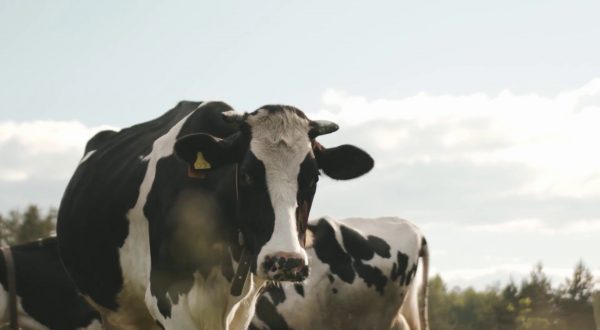 Più fondi per latte bovino e benessere animale