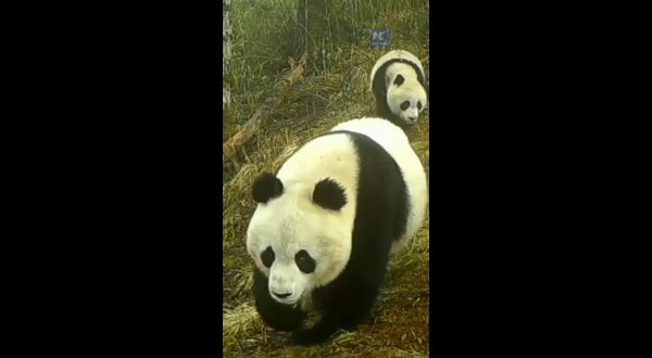 Cina: Gansu, rara fauna selvatica ripresa nel Parco dei panda giganti