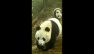 Cina: Gansu, rara fauna selvatica ripresa nel Parco dei panda giganti