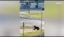 Abruzzo, un orso corre per le strade di Castel di Sangro