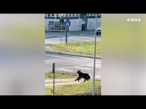 Abruzzo, un orso corre per le strade di Castel di Sangro