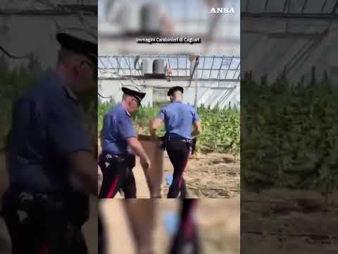 Sequestro record di cannabis a Cagliari, scoperta coltivazione da diecimila piante #ansa #news