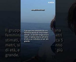 Famiglia di capodogli al largo di Sanremo #ansa #news