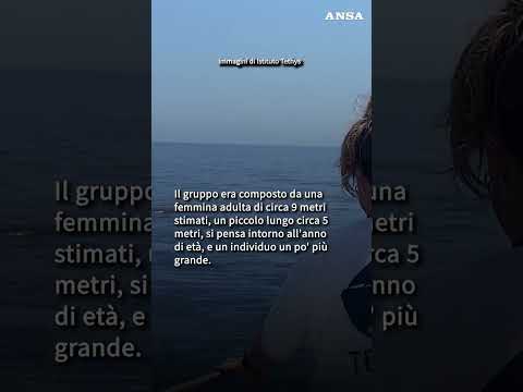 Famiglia di capodogli al largo di Sanremo #ansa #news