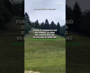 Forme di formaggio giu' dal pendio, la gara del Cheese Rolling va in scena in Trentino #news #ansa