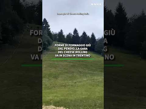 Forme di formaggio giu' dal pendio, la gara del Cheese Rolling va in scena in Trentino #news #ansa