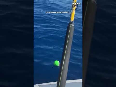 Pesca eccezionale in Sardegna, 25enne cattura tonno di 168kg #ansa