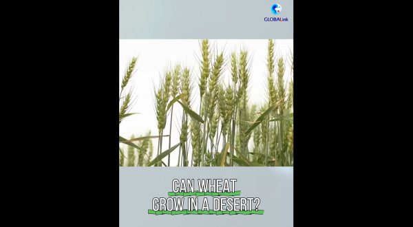 Cina, grazie alle nuove tecnologie il deserto si trasforma in terreno agricolo