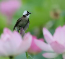Cina, stretta sulla caccia illegale agli uccelli e i reati contro fauna selvatica