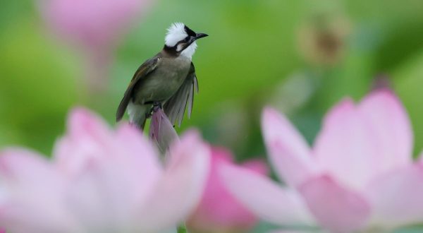 Cina, stretta sulla caccia illegale agli uccelli e i reati contro fauna selvatica