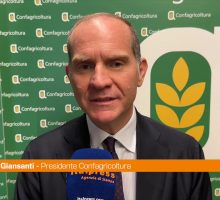 Giansanti "Sulla Xylella dare risposte concrete ai nostri agricoltori"
