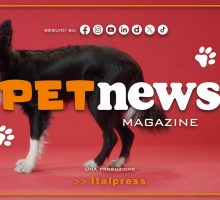 PetNews Magazine - 9/7/2026