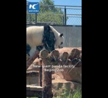 Cina, per i panda giganti una nuova area di 13 mila mq allo zoo di Pechino