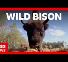 Bison roam wild in Cumbria for the first time in 6,000 years | BBC News