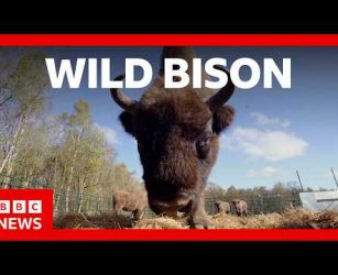 Bison roam wild in Cumbria for the first time in 6,000 years | BBC News