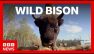 Bison roam wild in Cumbria for the first time in 6,000 years | BBC News