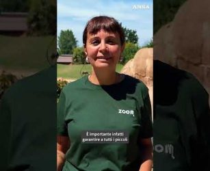 Due gazzelle di Mohrr nate al Bioparco Zoom di Torino #ansa