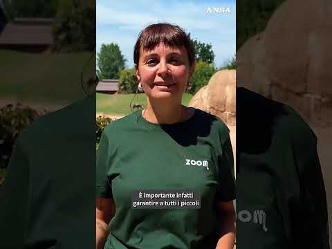 Due gazzelle di Mohrr nate al Bioparco Zoom di Torino #ansa