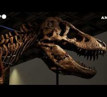 Record da Sotheby's per Gus Rex, uno dei T-Rex piu' grandi del mondo1