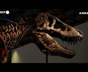 Record da Sotheby's per Gus Rex, uno dei T-Rex piu' grandi del mondo1