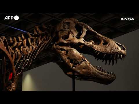 Record da Sotheby's per Gus Rex, uno dei T-Rex piu' grandi del mondo1