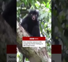 New monkey species with orange lips found &lsquo;hiding&rsquo; in DR Congo forest. #BBCNews