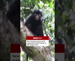 New monkey species with orange lips found &lsquo;hiding&rsquo; in DR Congo forest. #BBCNews
