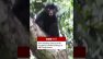 New monkey species with orange lips found &lsquo;hiding&rsquo; in DR Congo forest. #BBCNews