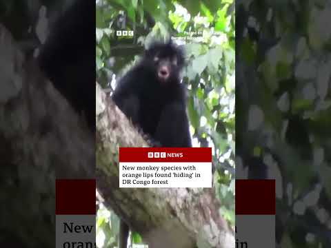 New monkey species with orange lips found &lsquo;hiding&rsquo; in DR Congo forest. #BBCNews