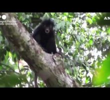 Congo, ripresa una nuova specie di scimmia africana nella foresta pluviale