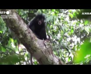 Congo, ripresa una nuova specie di scimmia africana nella foresta pluviale