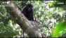 Congo, ripresa una nuova specie di scimmia africana nella foresta pluviale
