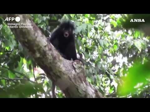 Congo, ripresa una nuova specie di scimmia africana nella foresta pluviale