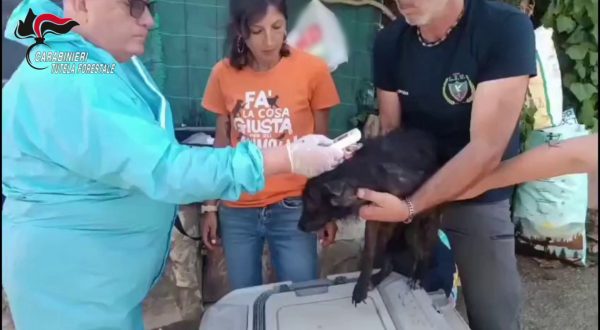 Sequestrati oltre 100 cani detenuti in gravi condizioni nel Palermitano, denunce