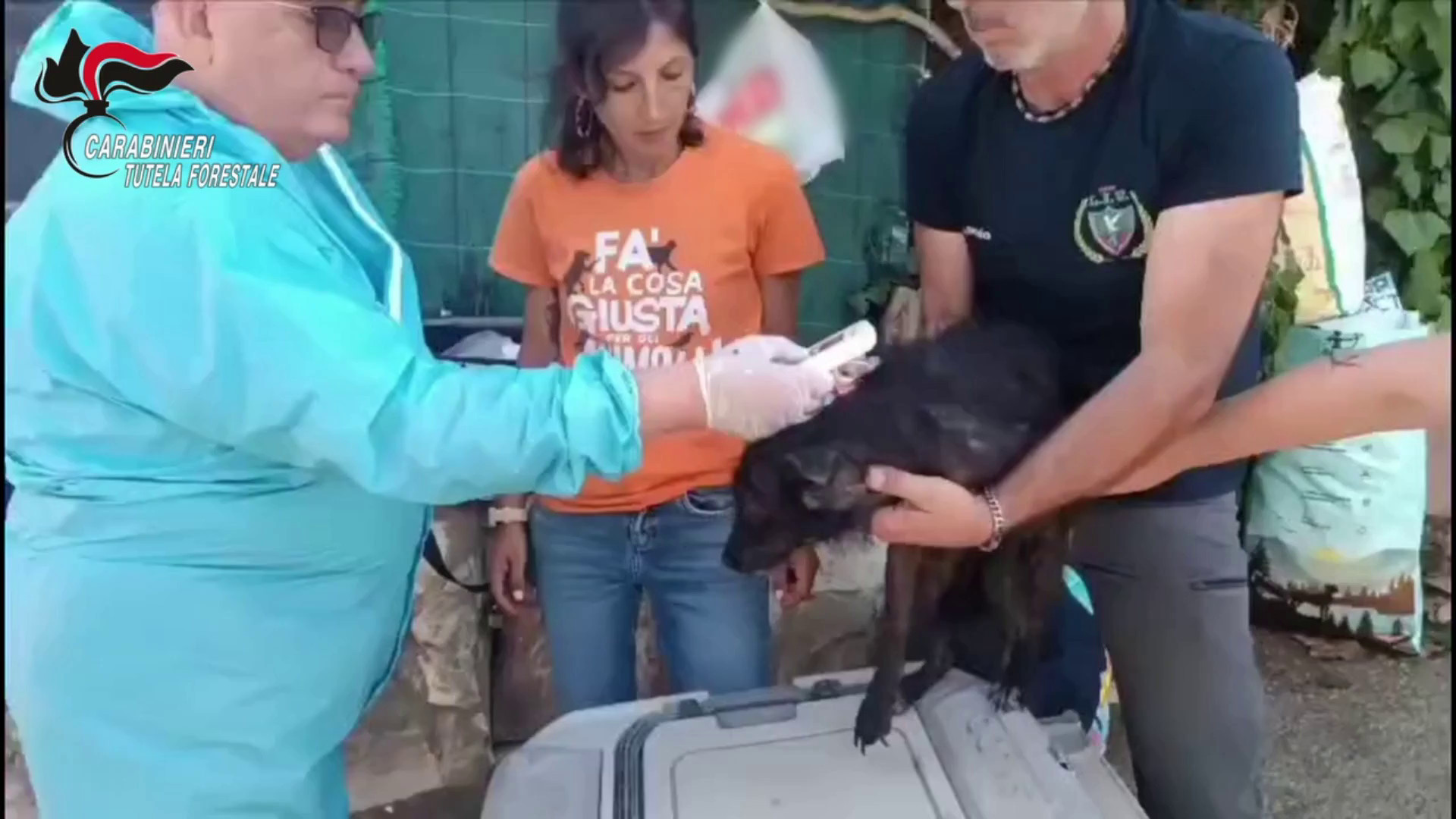 Sequestrati oltre 100 cani detenuti in gravi condizioni nel Palermitano, denunce